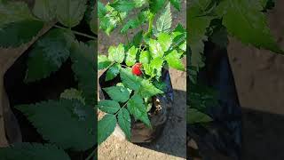 Download lagu Raspberry plant bearing fruit in a pot mp3 Download lagu Raspberry plant bearing fruit in a pot mp3