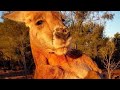 Kangaroo Attack People Top 11 Kangaroo Attack Human In 2020 Wild Kangaroo