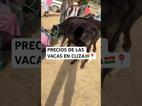 Así están los precios de los animales en Cliza Cochabamba 📍🇧🇴 #bolivia #cochabamba #viral #parati
