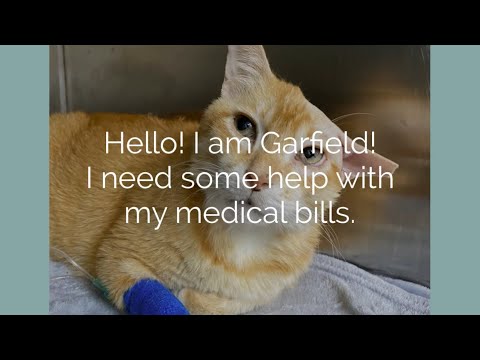 Garfield needs your help!