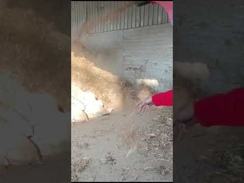 Tosun Vega Mısır Sapı Öğütme Perfromansı