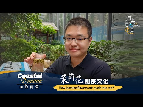 Coastal Dynamic: How jasmine flowers are made into tea?