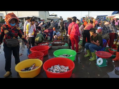 Morning Daily LifeStyle of Vendors Selling Fish @Fish Food Market - Walk Around Fish Market