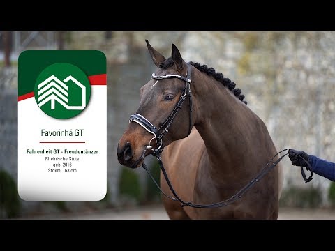 Favorinhá GT, Stute v. Fahrenheit GT - Freudentänzer