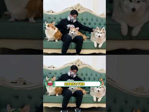 養寵人死了都要愛具象化了#寵物 #金毛 #狗 #貓 #娛樂評論大賞 cr金毛駱駝