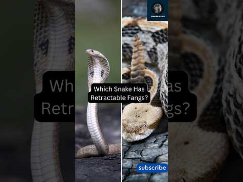 🐍 Cobra vs. Rattlesnake: Which Snake Has Retractable Fangs? #shorts
