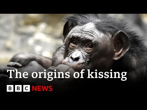 Video | Where did kissing come from? | BBC News