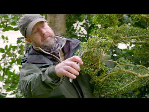 Cloud pruning Ligustrum.