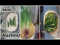 MINI HARVERST TERRACE GARDEN HARVESTING BY FABULOUS FARIZ KITCHEN