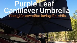 (WOW!) Purple Leaf cantilever umbrella update
