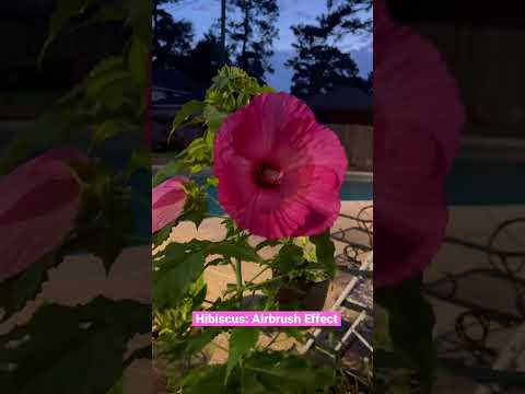 🌺Hibiscus - Cayena: Airbrush Effect - Rose Mallow
