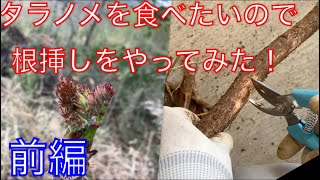 《山菜》タラの芽を食べたいので根挿しで増やしたい！前編