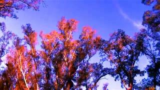 Oh,que placer(Wined And Dined)Syd Barrett cover