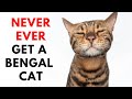 16 Reason Why You Not Adopt A Bengal Cat