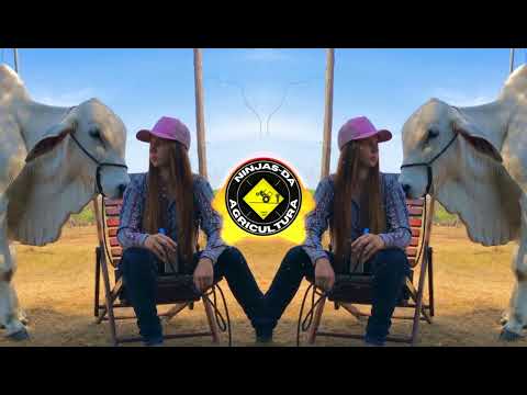 PIPOCO - Ana Castela , Melody e Dj Chris no Beat (Ninjas da Agricultura)