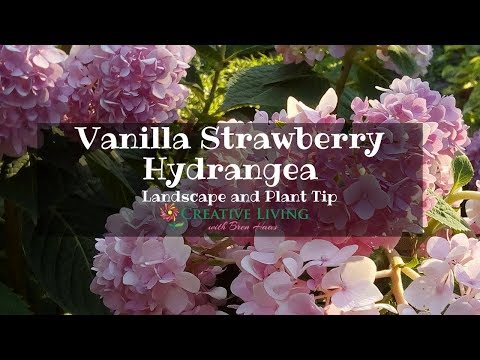 Vanilla Strawberry Hydrangea | Landscape Tip for Home Owners