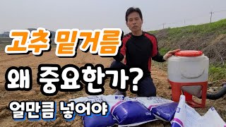 고추 밑거름!!  왜 중요한가? 얼마큼 넣어야 적당한가?