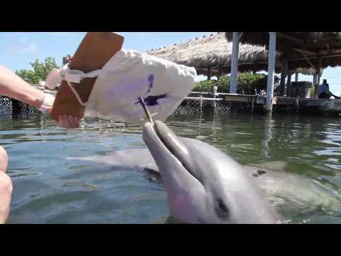 Dolphin-painted tote bag