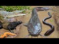 Tangkap Ikan Lele Besar Dalam Lubang Ikan Hias Ikan Koi Ikan Mas Gurame Kura Kura Buaya Belut