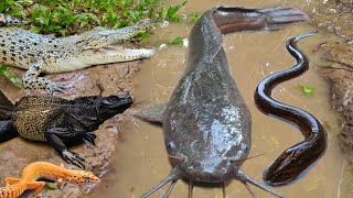 Download lagu Tangkap ikan lele besar dalam lubang, ikan hias, ikan koi, ikan mas, gurame, kura-kura, buaya, belut mp3 Download lagu Tangkap ikan lele besar dalam lubang, ikan hias, ikan koi, ikan mas, gurame, kura-kura, buaya, belut mp3