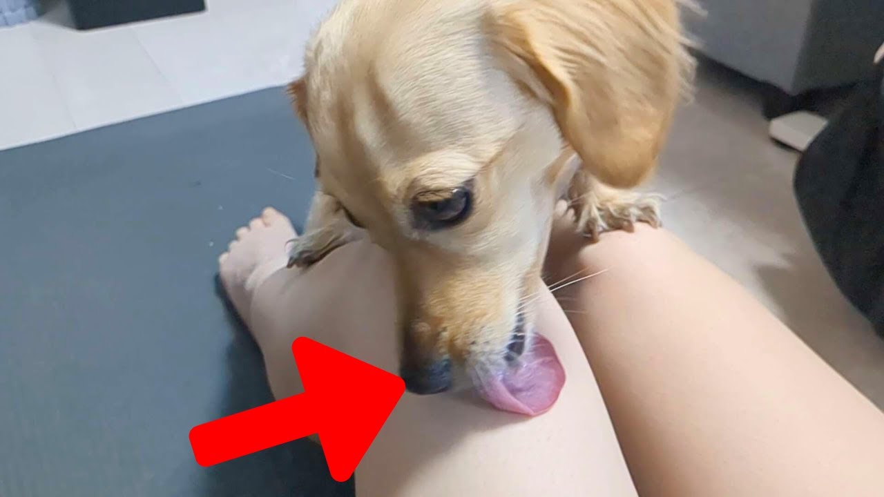 The owner giving the cute dog a potato snack【Dachshund dog】