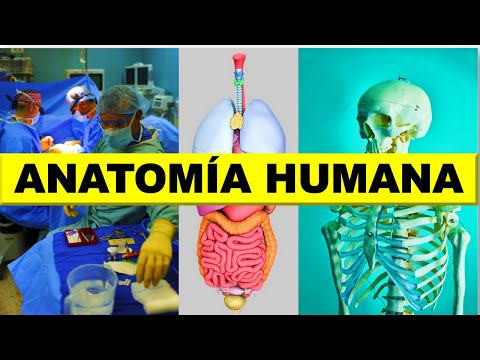 👋 ¿Qué es la ANATOMÍA HUMANA? 🦴🧠👨‍🎓