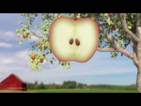 Apple life cycle