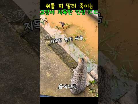 쥐를 지독하게 따라가는 고양이#고양이 #동물다큐#반려동물