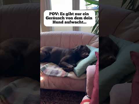 Typischer Tag als DogDad?!😭😂 Wer kennt’s? #dogdad #labrador #hund
