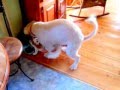 My Dog Mate My Cat