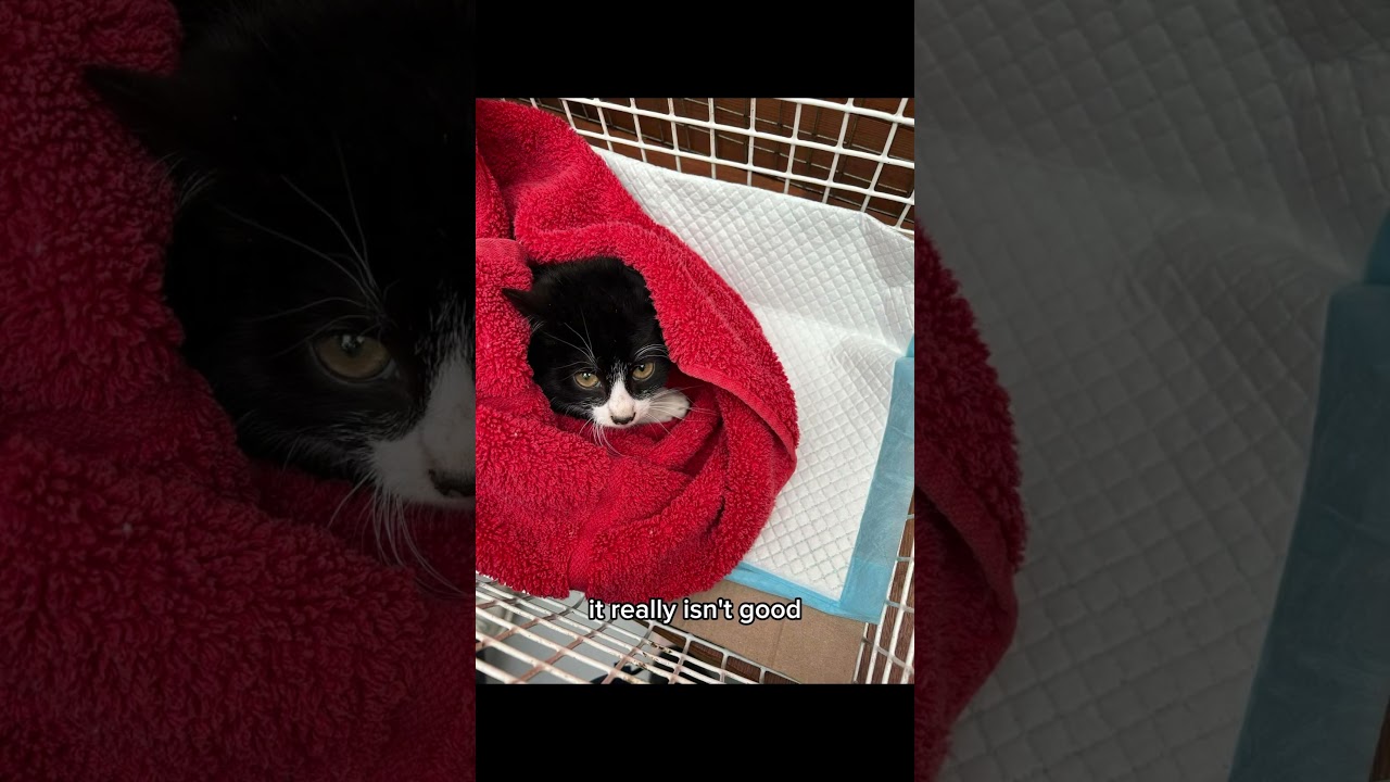Rudy Reporting On The Importance of Neutering