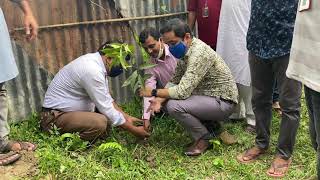 ইউএনও, বরুড়া, কুমিল্লা(UNO, Barura, Cumilla)।সাহারপদুয়া প্রাথমিক বিদ্যালয়ে বৃক্ষরোপণ-2021