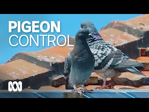 City of Geraldton uses AI and birth control to curb pigeon population ABC Australia