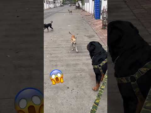 Rottweiler dog vs 5 street dog😨|#rottweiler#dog#viral#rottwailerthebruzzo9212#vlog#short#shorts