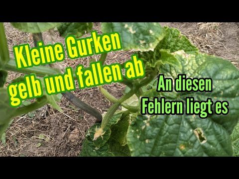 , title : 'Kleine Gurken werden gelb und fallen ab Ursache und Gründe dafür Gurkenanbau Fehler'