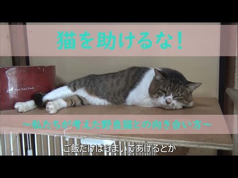 『猫を助けるな！～私たちが考えた野良猫との向き合い方～』森川ゼミ制作ドキュメンタリー作品