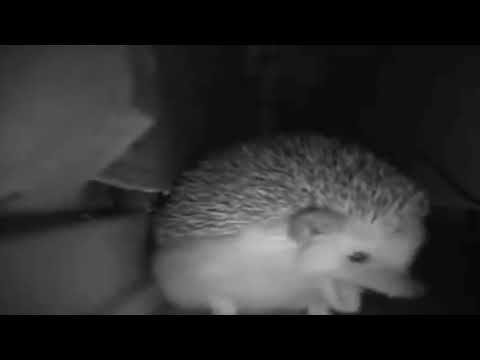 Hedgehog sneezed (Meme)