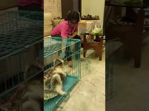 Leo's CrateTraining  II 17/03/2023