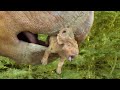 A YOUNG DINOSAUR Needs To DEFEAT A HORDE Of PREDATORS To Become The LEADER RECAP