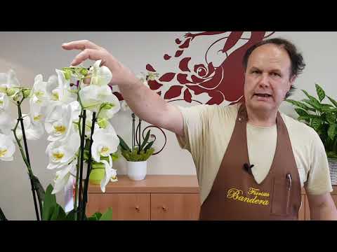 , title : 'Come prendersi cura dell'orchidea phalaenopsis in casa'