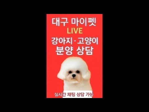 강아지분양 라이브❤️마이펫 실시간 상담❤ #강아지분양 …
