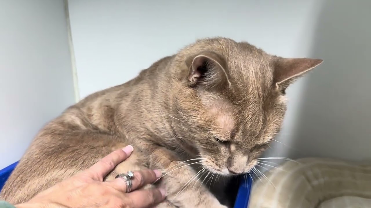 Stewie, a ADOPTABLE Domestic Short Hair in Clifton, NJ video 5/5