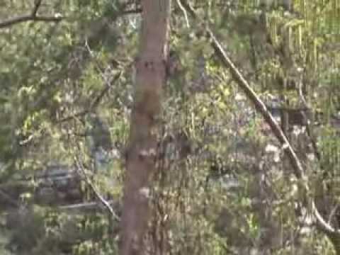 34 Rally 1000 miglia 2010.flv