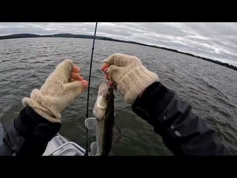 5.9 Kuha hyvällä syönnillä.