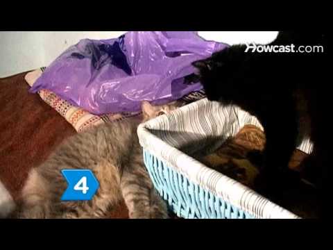 How to Get Two Cats to Get Along - YouTube