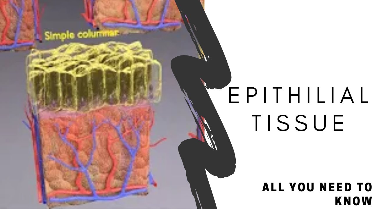 Epithelial cells types collection 3D 3D Model