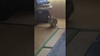 うさぎの日常その5 #うさぎ #うさぎのいる暮らし