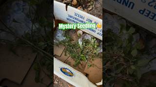 My green thumb is thriving! #greenthumb #gardening #citygarden