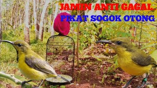Download lagu MP3🕊️Suara pikat burung SOGON ribut mp3