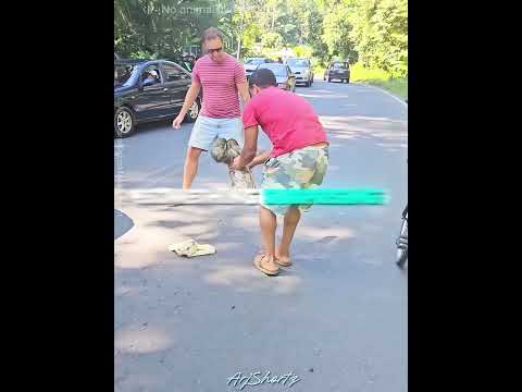 Confused Sloth Looking For Its Mother 🦥❤️